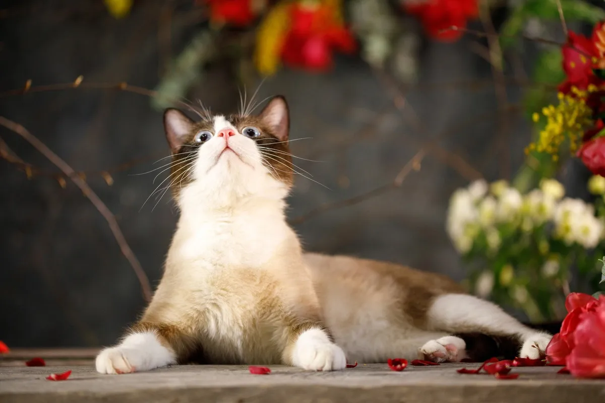 Кот Босли, 2–3 года. Котик породистый, но его оставили в подъезде Кот Босли, 2–3 года. Котик породистый, но его оставили в подъезде