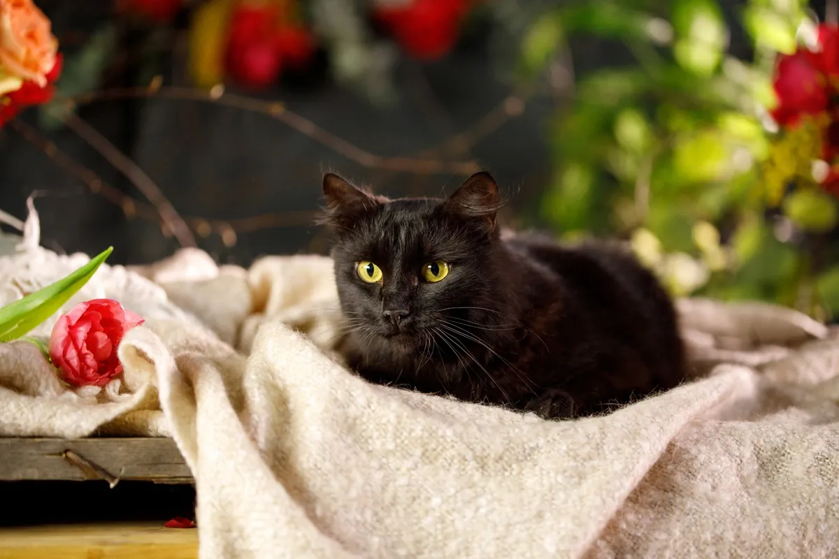 Кошка Адриана, 5 лет. До приюта жила в подвале Кошка Адриана, 5 лет. До приюта жила в подвале