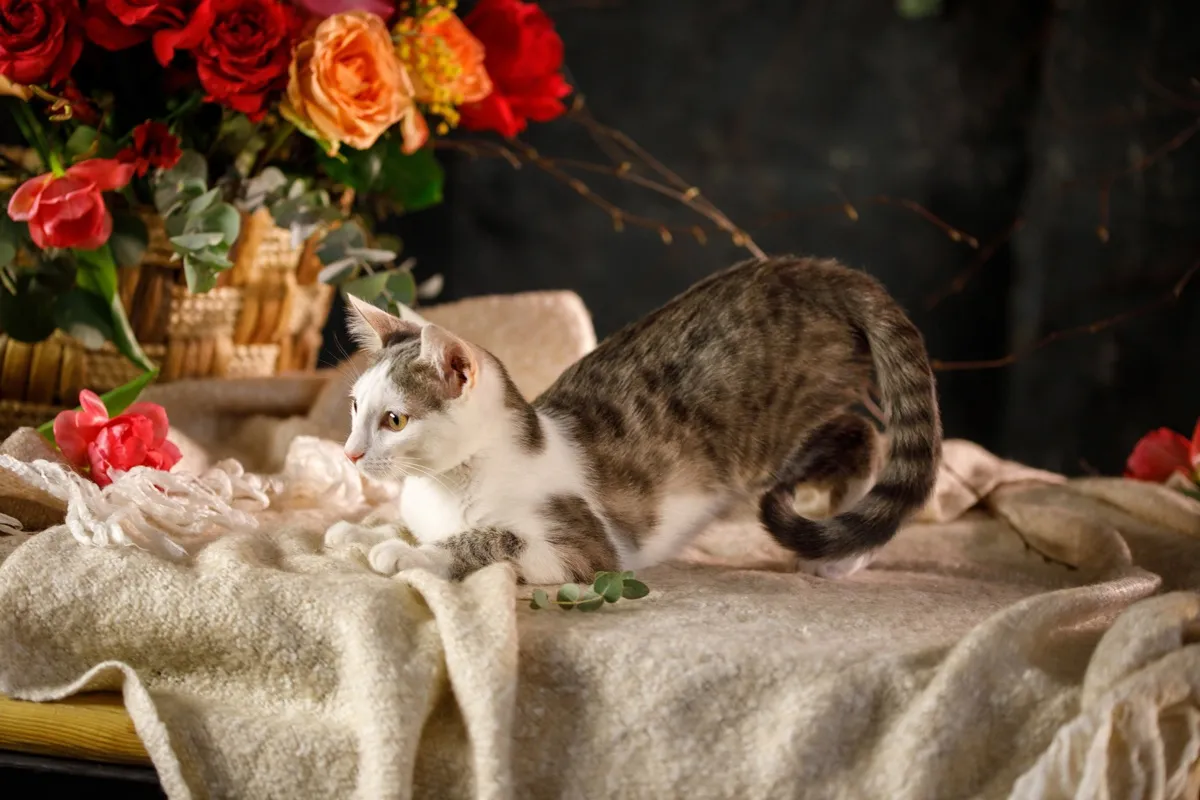 Кот Стинки, полгода. Котенка нашли на улице пермяки и принесли в приют Кот Стинки, полгода. Котенка нашли на улице пермяки и принесли в приют