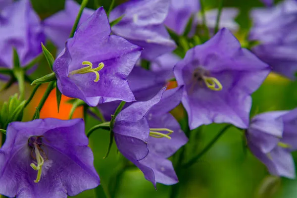 Колокольчик персиколистный (Campanula persicifolia)