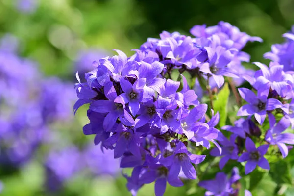 Колокольчик молочноцветковый (Campanula lactiflora)