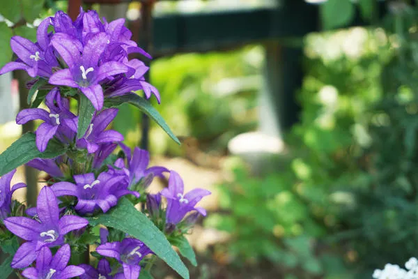 Колокольчик широколистный (Campanula latifolia)