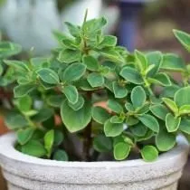 Пеперомия приятная (Peperomia blanda)