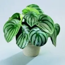 Пеперомия серебристая (Peperomia argyreia) Пеперомия серебристая (Peperomia argyreia)