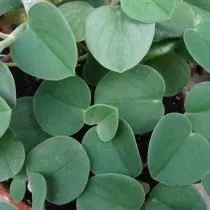 Пеперомия седая (Peperomia incana)