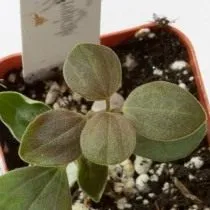 Пеперомия бархатистая (Peperomia velutina) Пеперомия бархатистая (Peperomia velutina)