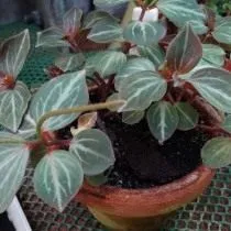 Пеперомия мраморная (Peperomia marmorata) Пеперомия мраморная (Peperomia marmorata)