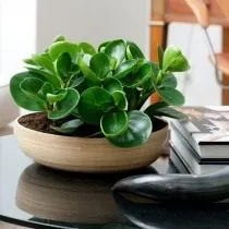 Пеперомия туполистная (Peperomia obtusifolia) Пеперомия туполистная (Peperomia obtusifolia)