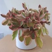 Пеперомия клузиелистная (Peperomia clusiifolia) Пеперомия клузиелистная (Peperomia clusiifolia)