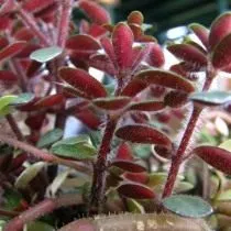 Пеперомия красноватая (Peperomia rubella) Пеперомия красноватая (Peperomia rubella)