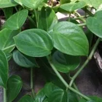 Пеперомия ползучая (Peperomia serpens) Пеперомия ползучая (Peperomia serpens)