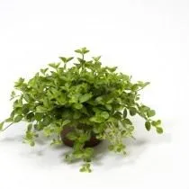 Пеперомия круглолистная (Peperomia rotundifolia) Пеперомия круглолистная (Peperomia rotundifolia)