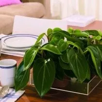Пеперомия пятнистая (Peperomia maculosa) Пеперомия пятнистая (Peperomia maculosa)