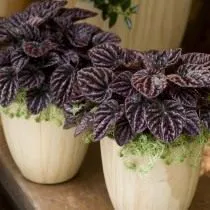 Пеперомия морщинистая, или Пеперомия сморщенная (Peperomia caperata) Пеперомия морщинистая, или Пеперомия сморщенная (Peperomia caperata)
