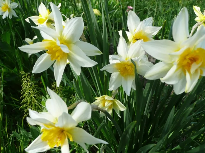 4800487_narcissi (700x525, 305Kb)