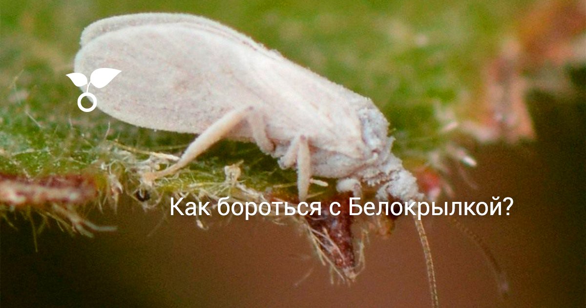 Как бороться с Белокрылкой? В теплицах Как бороться с Белокрылкой? В теплицах