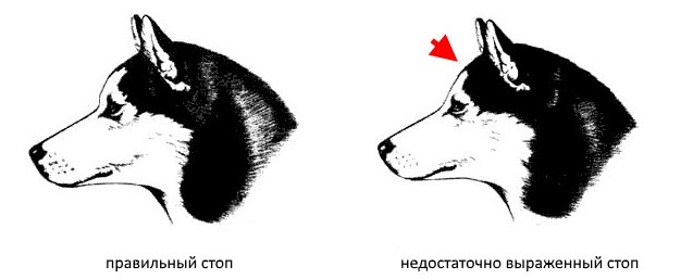 Стандарт породы Сибирский хаски Стандарт породы Сибирский хаски