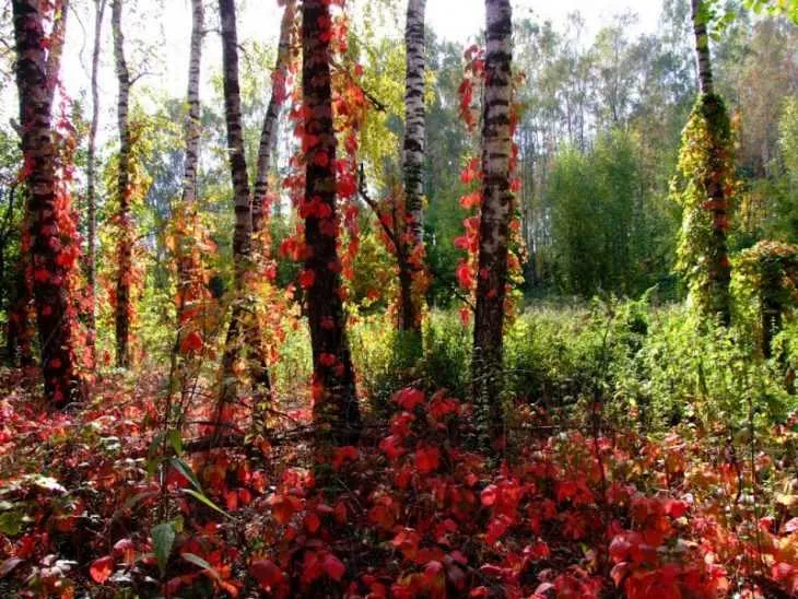 Девичий виноград - что это такое, уход и посадка особого вида винограда (100 фото)