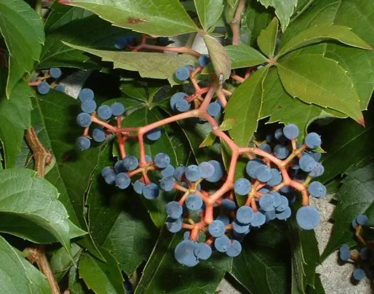 Девичий виноград - что это такое, уход и посадка особого вида винограда (100 фото)