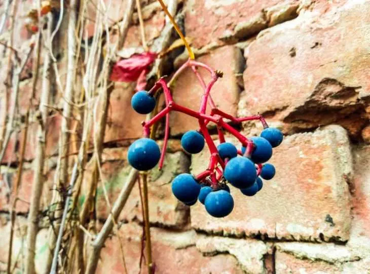 Девичий виноград - что это такое, уход и посадка особого вида винограда (100 фото)
