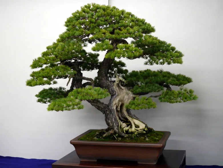 Дерево бонсай - фото и особенности ухода за растением в домашних условиях