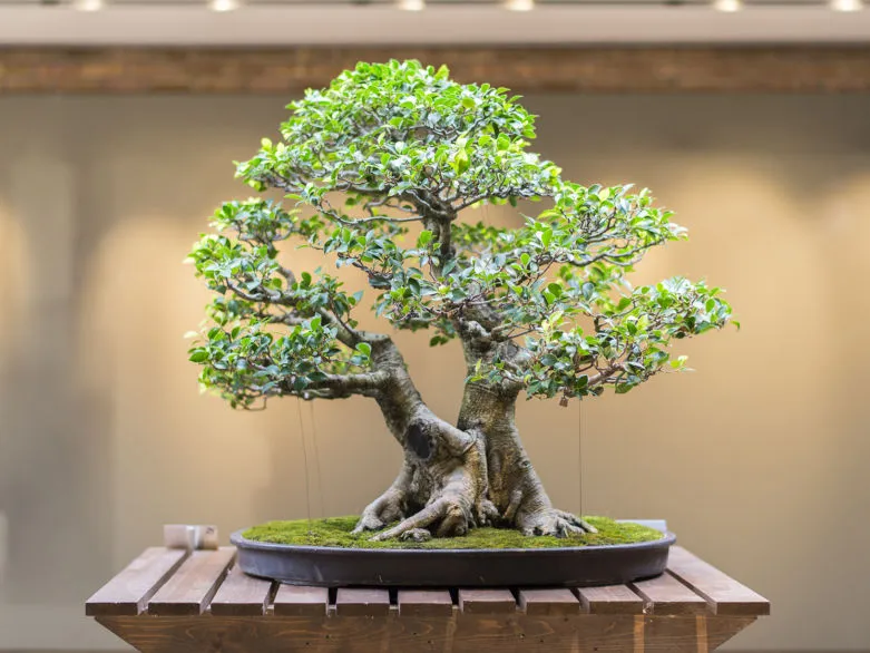 Дерево бонсай - фото и особенности ухода за растением в домашних условиях