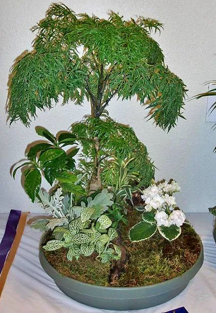 мини сад композиция из растений в квартире