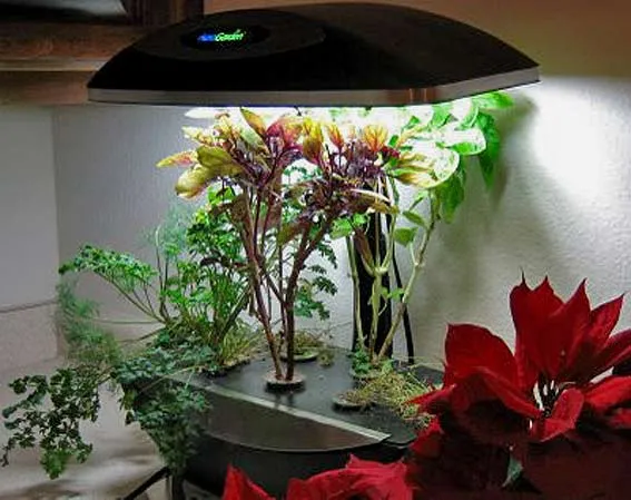 как вырастить зимний сад в доме квартире свет для комнатных растений