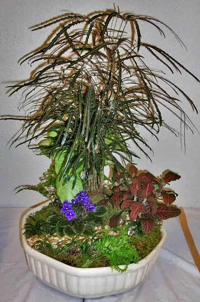 мини сад композиция из растений в квартире