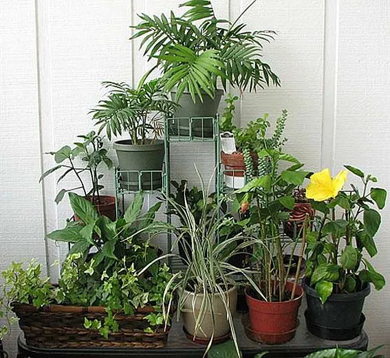 как вырастить зимний сад в доме квартире