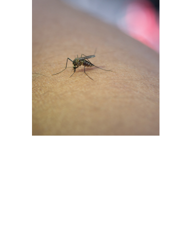 Как избавиться от комаров? • Статьи