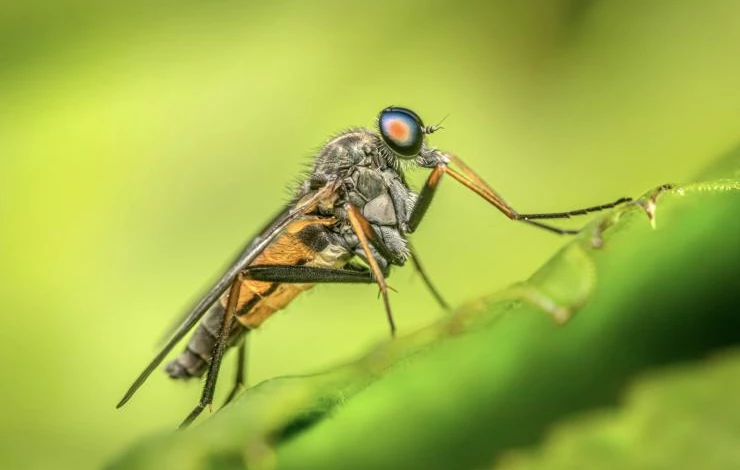 Как избавиться от комаров на даче