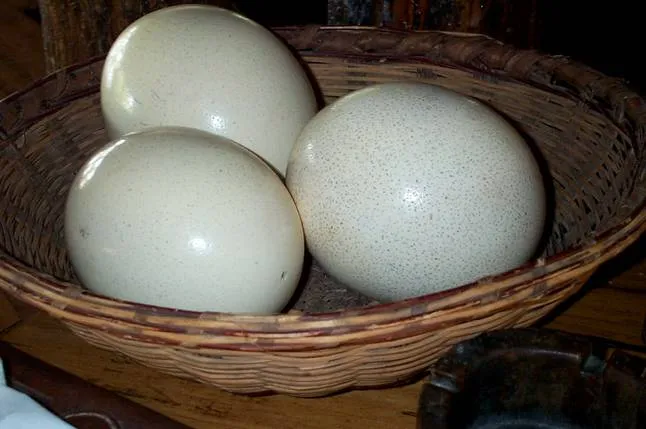 Вес страусиных яиц