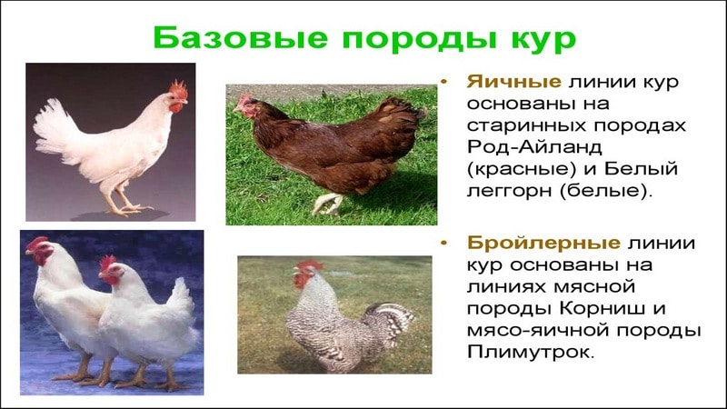 Как начать разводить кур: готовый Как начать разводить кур: готовый