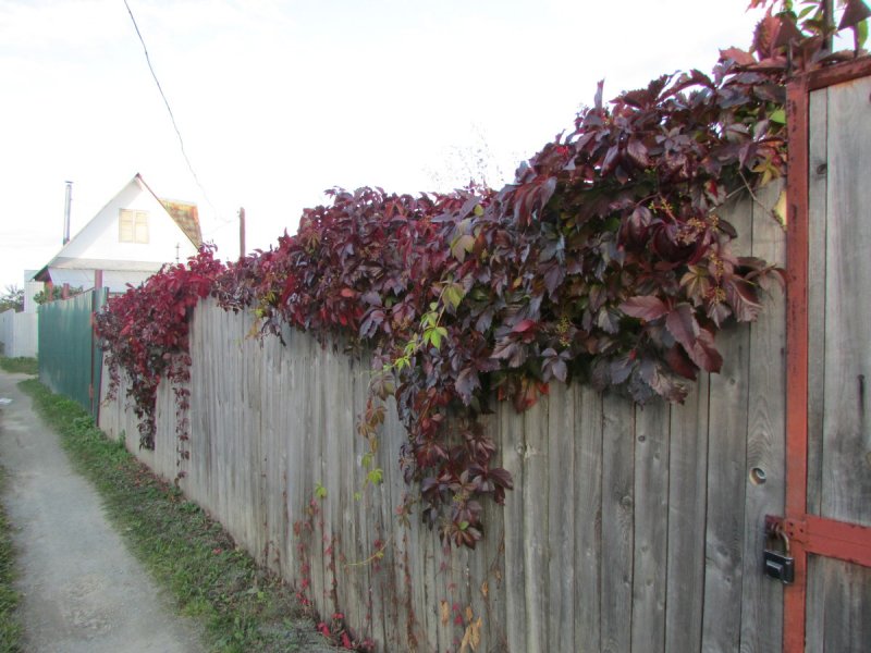 Дикий виноград на заборе (132 фото