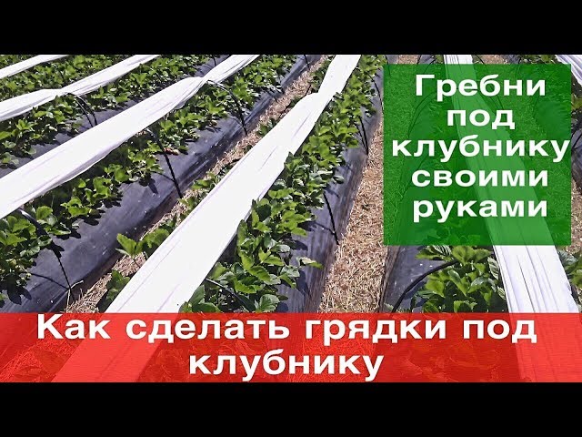 Как сделать грядки под клубнику (гребни Как сделать грядки под клубнику (гребни