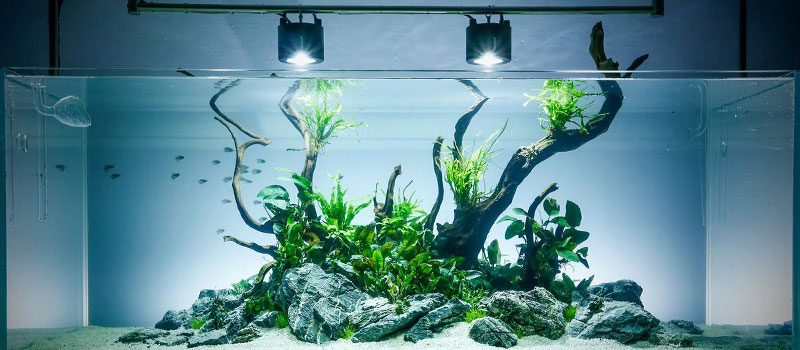 Правильное освещение аквариума для
