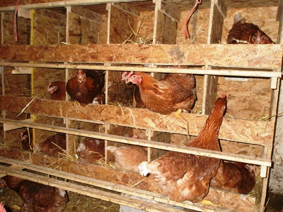 Курятник из пеноблоков своими руками Курятник из пеноблоков своими руками