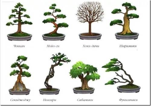 Как вырастить бонсай из семян в