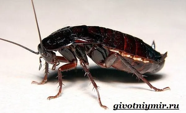 Черное насекомое похожее на таракана