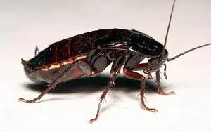 Черный таракан - описание насекомого