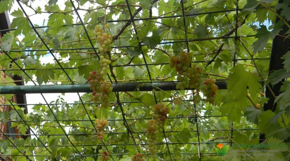 Арка для винограда: как сделать арку