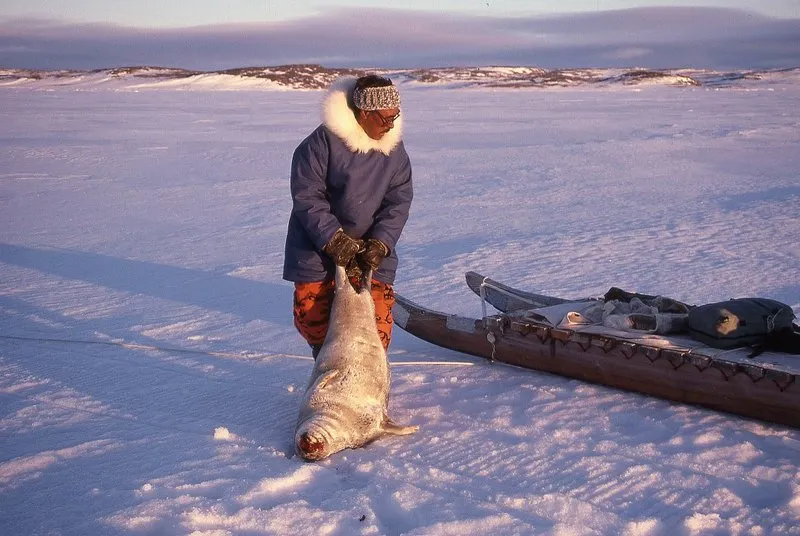 Эскимосы традиционно занимаются тюленьим промыслом