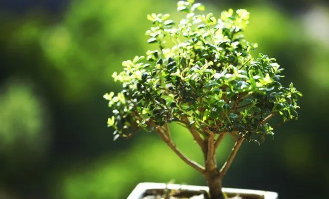: bonsai on green grass background