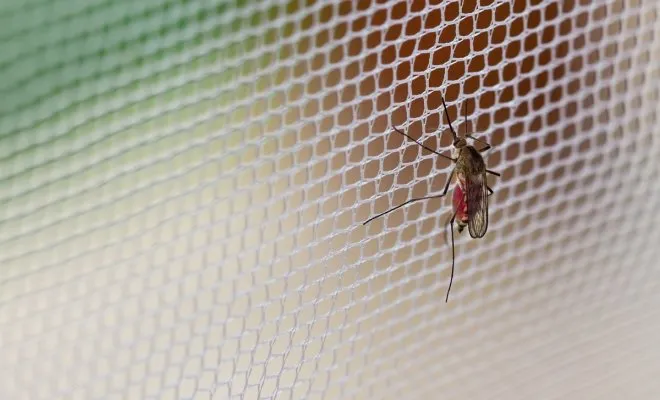 : Комар на москитной сетке
