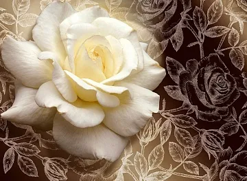 Фотообои Белая роза 3D