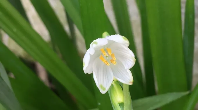 Подснежники фото