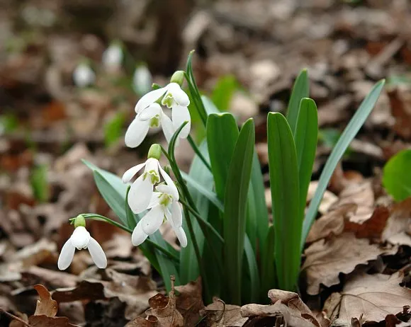 Цветок подснежник описание