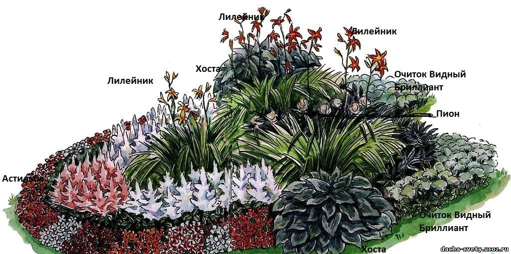 Дача,многолетние цветы,рассада,купить Дача,многолетние цветы,рассада,купить