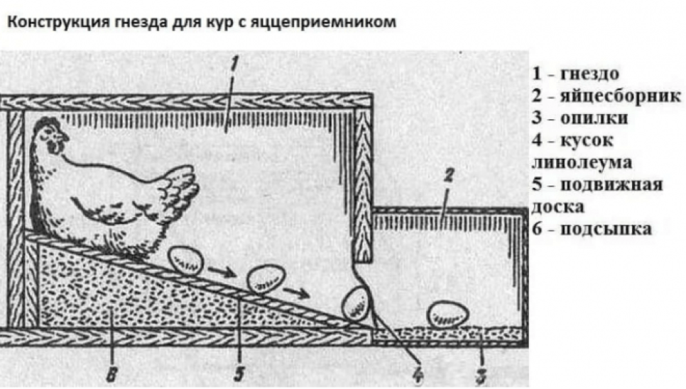 Размер гнезда для кур несушек с Размер гнезда для кур несушек с
